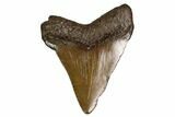 Juvenile Megalodon Tooth - Georgia #158822-1